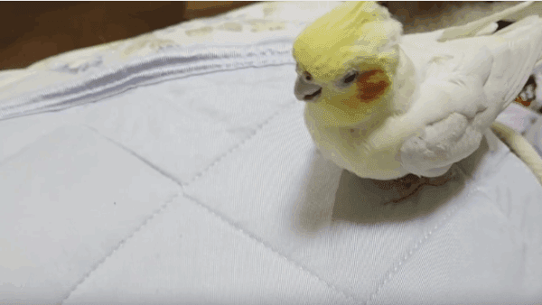 ピーちゃんが今日もかわいい