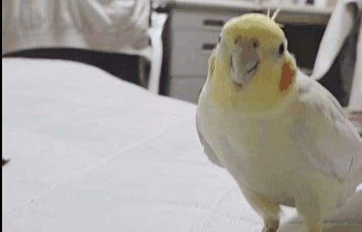 ぴーちゃんが、とてもかわいいｗ