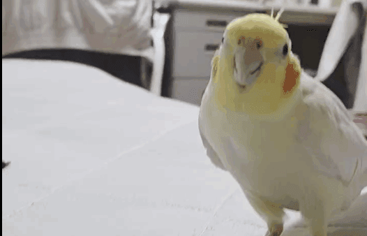 ぴーちゃんが、とてもかわいいｗ