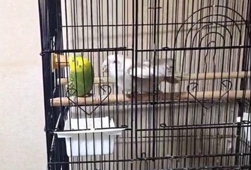 今日のインコ日記