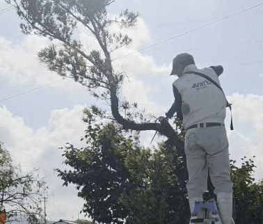 レシプロソーで木を伐りました