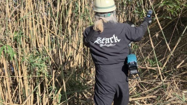 柳川水門横破竹伐採