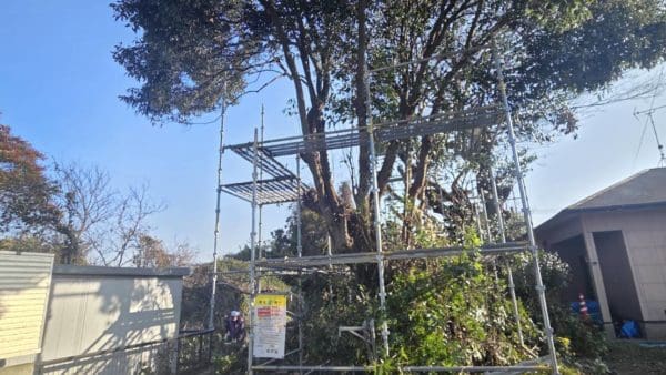 大牟田市三池樹木剪定