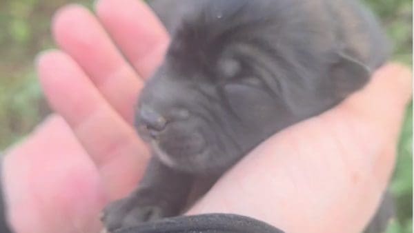 子犬を救出しました